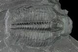 Elrathia Trilobite Molt Fossil - Utah #140123-1